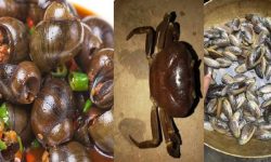 पाइन छाडे घोंगी, गङ्गटा र सुतही जस्ता जलचर