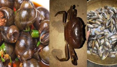 पाइन छाडे घोंगी, गङ्गटा र सुतही जस्ता जलचर