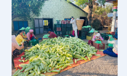 हुप्सेकोटका किसान काँक्रा बेचेर राम्रो कमाउँदै