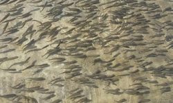 शनिश्चरे तालमा १६ हजार माछाका भुरा छोडियो