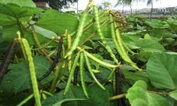 सरकारी जमिनमा व्यावसायिक मुङखेती