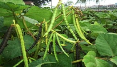 सरकारी जमिनमा व्यावसायिक मुङखेती