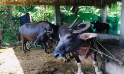 पोखराबाट पशु क्वारेन्टाइन सेवा थालनी