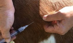 बराहक्षेत्रमा खोरेत रोगविरुद्ध निःशुल्क खोप अभियान सुरु