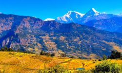 उन्नत जातका धानखेतीतर्फ आकर्षण