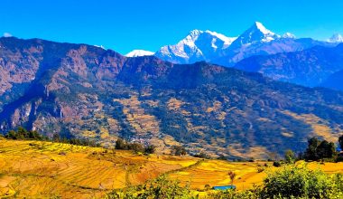 उन्नत जातका धानखेतीतर्फ आकर्षण