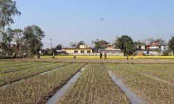 लमजुङमा ७० रोपनीमा प्याज खेती गरिँदै