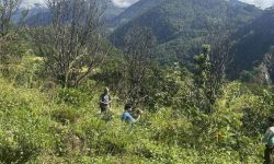 पकेट क्षेत्रमा सुन्तलाका बोट धमाधम सुक्दै, किसान वैकल्पिक खेतीतर्फ