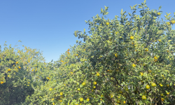 बगैँचाबाटै सुन्तला बिक्री हुँदा किसान खुसी