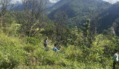 पकेट क्षेत्रमा सुन्तलाका बोट धमाधम सुक्दै, किसान वैकल्पिक खेतीतर्फ