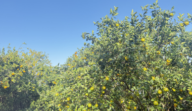 बगैँचाबाटै सुन्तला बिक्री हुँदा किसान खुसी