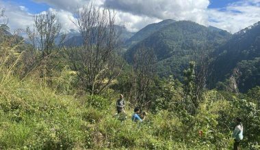 ‘पकेट’ क्षेत्रमै सुन्तलाका बोट सुकेपछि…