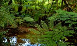 श्रीलङ्कामा वन तथा वन्यजन्तु संरक्षणको लागि ‘वाना सुराकुमा’ कार्यक्रम सुरु