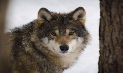 भारतमा नरभक्षी ब्वाँसोको आतङ्क, ड्रोनमार्फत निगरानी