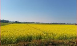 बाँकेमा तेलहन बाली उत्पादन घट्दो क्रममा