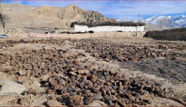 माथिल्लो मुस्ताङमा जाडो थेग्न गुइँठाको भर