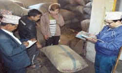 अलैँचीको मूल्यमा निरन्तर गिरावट