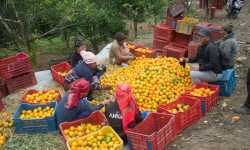 ‘कृषकलाई मौसमले ठग्दो रहेछ’