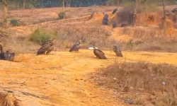 बर्दिबासको पर्यावरणबारे बढ्दै चासो