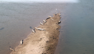 राप्ती र नारायणीमा भेटिए नौ भाले घडियाल