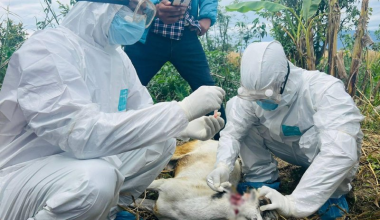सुदूरपश्चिममा रेबिज संक्रमणको चुनौती बढ्दो