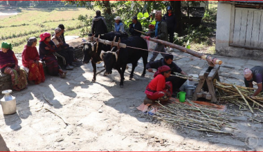 निरन्तर चल्दै छ कोलमा उखु पेल्ने चलन