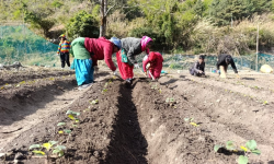 मुस्ताङको बागवानीमा ‘हाईब्रिड’ स्याउका बिरुवा उत्पादन गर्न सुरु