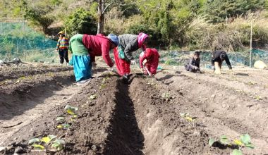 मुस्ताङको बागवानीमा ‘हाईब्रिड’ स्याउका बिरुवा उत्पादन गर्न सुरु