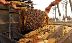 पोखरामा दुुई हजारभन्दा बढी व्यक्ति मौरीपालनमा