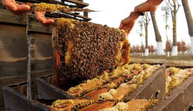 पोखरामा दुुई हजारभन्दा बढी व्यक्ति मौरीपालनमा