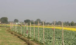 सागसब्जीमा समृद्धि पहिल्याउँदै कञ्चनपुरका दुई किसान