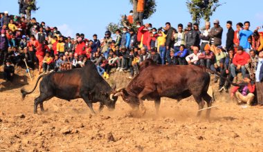 धादिङमा जुधाइयो एक सय हल गोरु