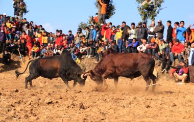 धादिङमा जुधाइयो एक सय हल गोरु