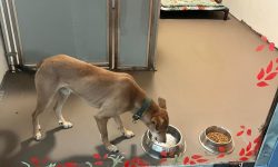 ‘सडकमा छाडिएको कुकुर अमेरिका पुग्यो’