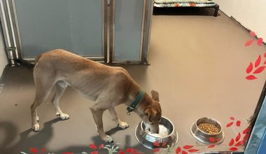 ‘सडकमा छाडिएको कुकुर अमेरिका पुग्यो’