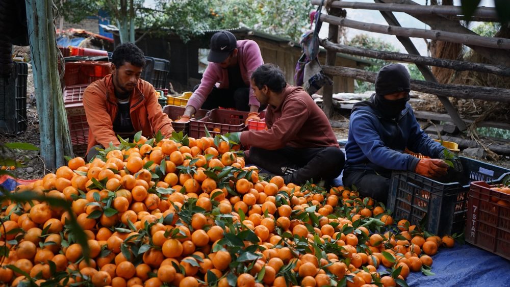 माघ लागेपछि बल्ल सुन्तला टिप्न थाले म्याग्दीका किसान