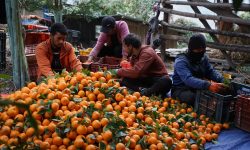 माघ लागेपछि बल्ल सुन्तला टिप्न थाले म्याग्दीका किसान