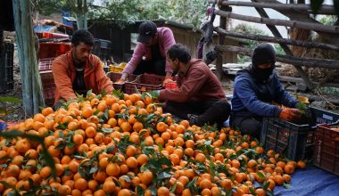 माघ लागेपछि बल्ल सुन्तला टिप्न थाले म्याग्दीका किसान