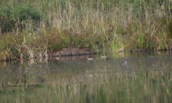 घोडाघोडीमा हरिहाँसको सङ्ख्या बढ्यो, जलपन्छीको घट्यो