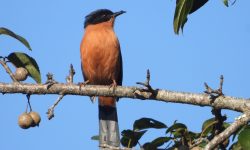 गुल्मीमा चरा प्रजातिको संख्या ३५५ पुग्यो