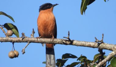 गुल्मीमा चरा प्रजातिको संख्या ३५५ पुग्यो