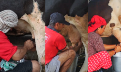 दूध दुहुने प्रतियोगितात्मक रियालिटी शो ‘दूध’ सुरु हुँदै