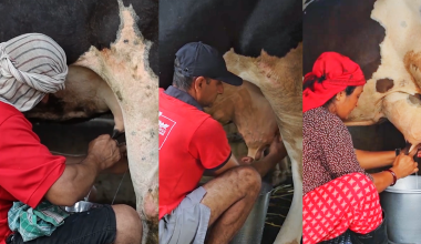 दूध दुहुने प्रतियोगितात्मक रियालिटी शो ‘दूध’ सुरु हुँदै