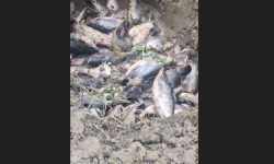 चिसोका कारण मर्न थाले माछा