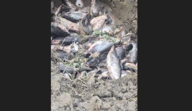 चिसोका कारण मर्न थाले माछा