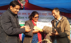 पोखरामा बृहत् कन्दमूल प्रदर्शनी