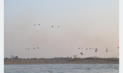 नारायणी नदी आसपासका क्षेत्रमा ४२ प्रजातिका चरा भेटिए