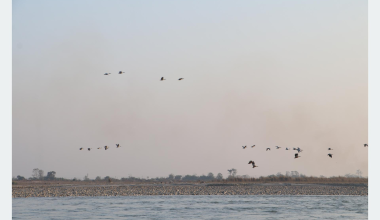 नारायणी नदी आसपासका क्षेत्रमा ४२ प्रजातिका चरा भेटिए