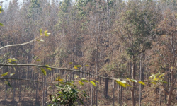 सालको रूखमा महामारी, ‘मथ’पुतलीले पात सखाप