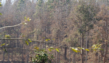 सालको रूखमा महामारी, ‘मथ’पुतलीले पात सखाप